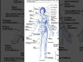 Girl Body Full Word Meaning And Body Name Girl Body Full Word Meaning And Body Name