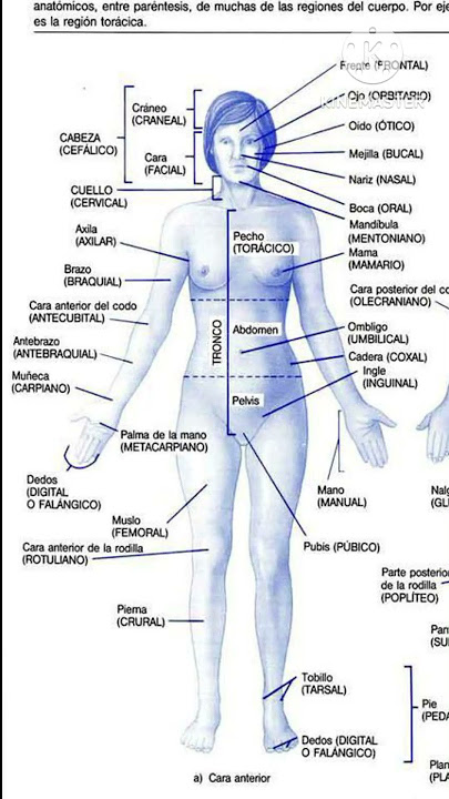 Girl body full word meaning and body name