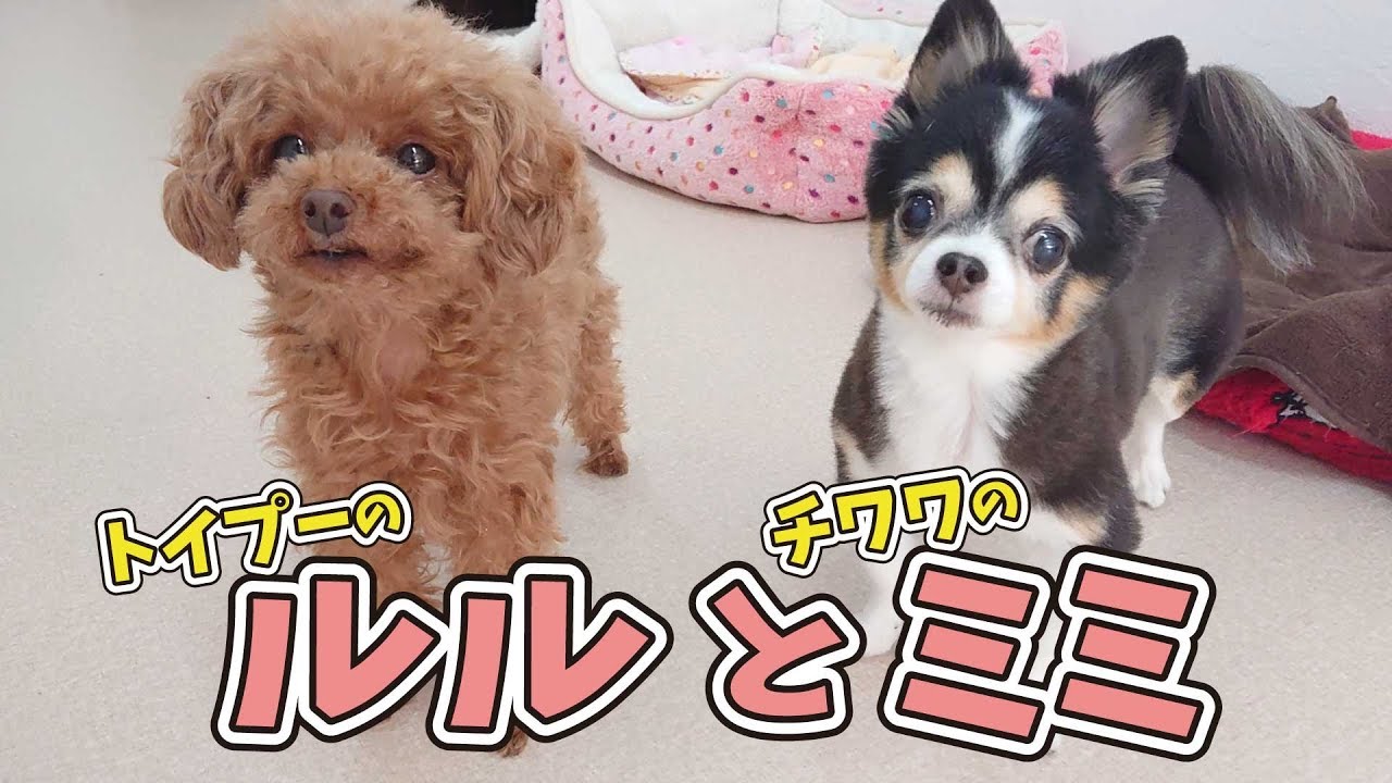 トイプードルのルルちゃんと チワワのミミちゃん ひみつきちなう 19年6月1日 Youtube