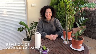 Última revisión de Zamioculcas zamii.