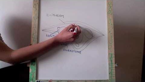 neural crest migration