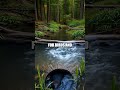Beavers The Quiet Architects of Wetlands