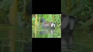 Download Lagu burung mandar batu #viral #shortvideo #fyp MP3