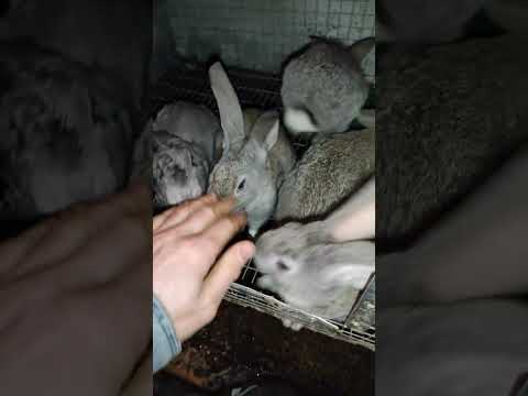 Кто кусает мой