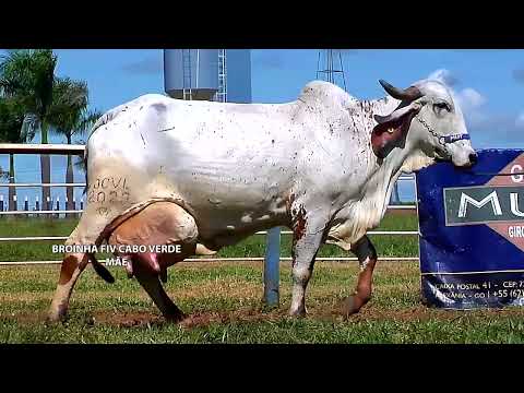 LOTE 15   Unica MUT 4892