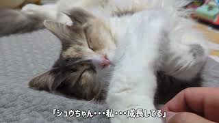 気づいたら聖地巡礼してた時ってあるよね【長毛猫日記】 by ひまはなの日常【himahanalife】 156 views 8 months ago 4 minutes, 20 seconds