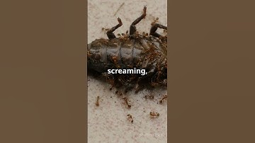 Why Do Ants Carry Dead Ants  🐜  #science#facts