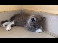 Kitten spend time fighting with other cats and go to sleep