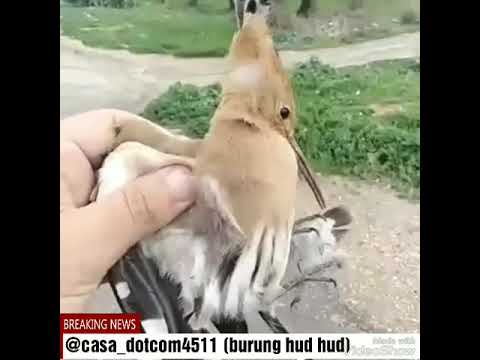 Burung Hud Hud Youtube