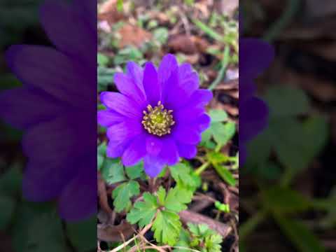 Video: Grecian Windflower Information: Tips for Grecian Windflower Care
