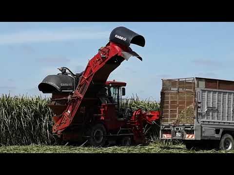 فيديو: القصب المشترك - الحبوب المعمرة
