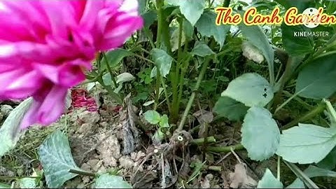 Cách Làm Cho  Cây Hoa Thược Dược Ra Hoa Lần Hai