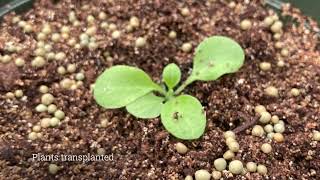 Hemp Hurd Fiber as a Peat Moss Alternative