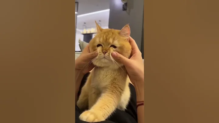 Watch the video about Hilarious Cats & Dogs Part 9 😄 Try Not to Laugh! Best Funny Pet Videos 2024 #funnycats