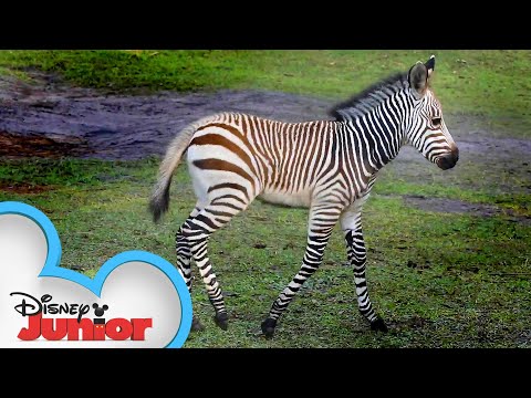 Baby Zebras!🦓 |