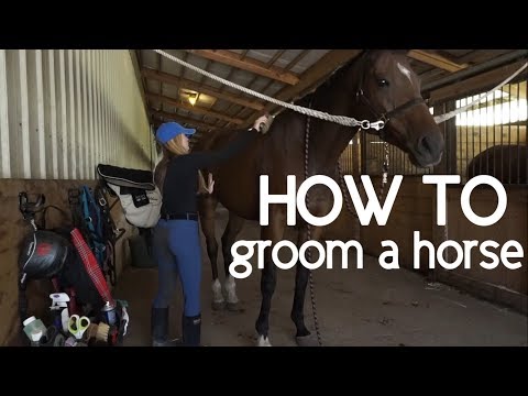 How to Properly Groom a Horse