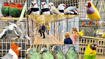 Amazing Bird Exhibition in Northern Zealand | 90th Anniversary of Helsingør Bird Friends