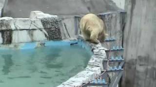 たらいを落とすホッキョクグマ~Polar Bear cubs 