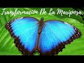 La transformación de la mariposa - Metamorfosis - Reflexión Cristiana