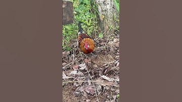 Giọng này các bác gọi giọng gì ạ #garung #rooster #chicken #emcobanglongvequemecunganh #dongvat