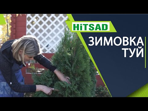 Уход за хвойными