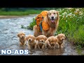 12 Hours of Dog TV for Dogs to Watch 🐶 Anti-Anxiety Video for Dogs Left Home Alone - Calm Dog Music