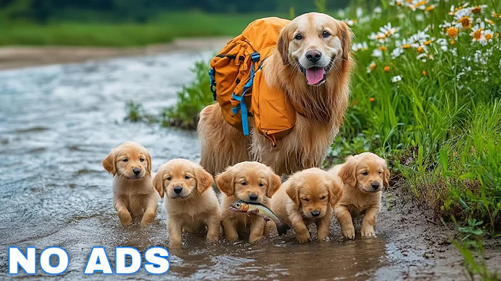 12 Hours of Dog TV for Dogs to Watch 🐶 Anti-Anxiety Video for Dogs Left Home Alone - Calm Dog Music