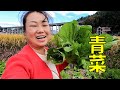 給丈母娘一袋青菜，看看都有什麼，媳婦大清早去採摘 | Give Mom a bag of green vegetables and see what she has