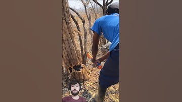 Man Cutting Tree with Axe || Viral Wood Cutting Video #youtubeshorts #shorts #shortsfeed #woodwork