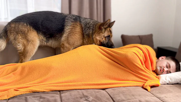 What does a German Shepherd do when He sees Me Sleeping - DayDayNews
