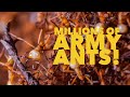 Chasing Millions of Army Ants!