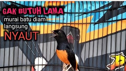 MURAI BATU GACOR sangat AMPUH menjadikan murai macet langsung GACOR dan ikut NYAUT