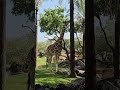Giraffe 🦒 #animals #giraffe #기린 #zoo #valencia #spain #spanishwalk #spain #동물 #animal #travel #4k