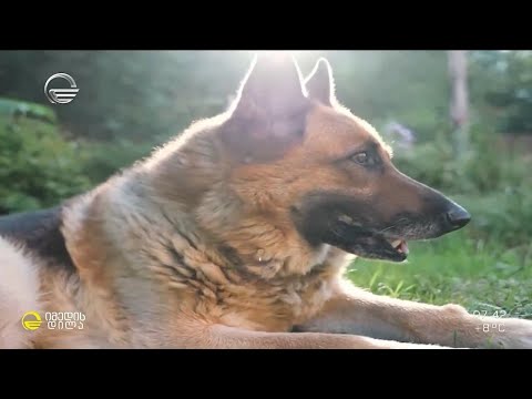 კვლევა - რიგ შემთხვევებში ძაღლებს შესაძლოა საკვებზე მეტად უყვარდეთ ადამიანები