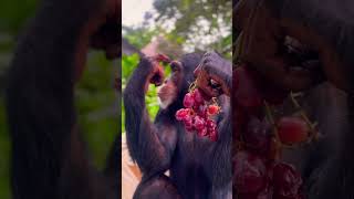 Limbani The Chimpanzee Loves His Grapes 🍇