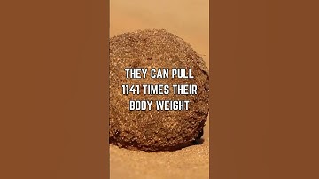 💪 The Incredible Strength of Dung Beetles