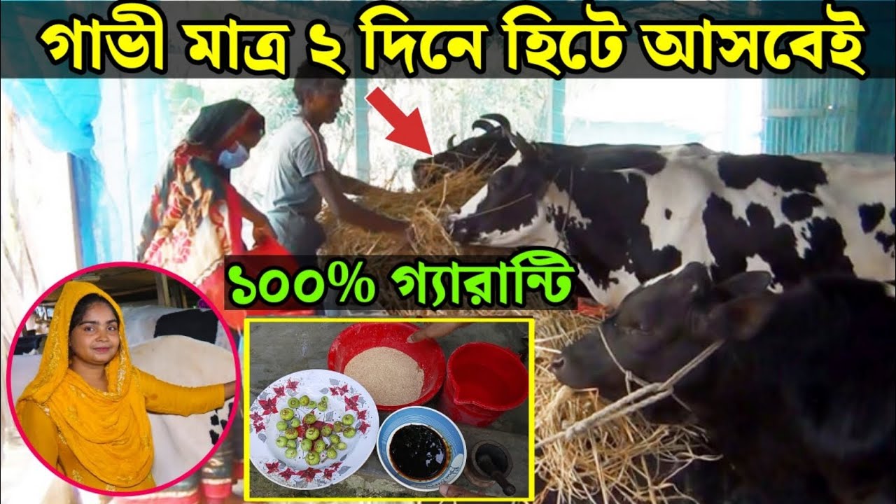 গাভী হিটে না আসলে করণীয় | বকনা হিটে আনার উপায় | গরু হিটে আনার উপায় | গাভী হিটে আনার ঔষধ 