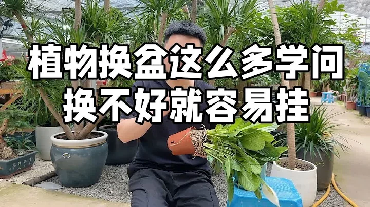 植物换盆这么多学问 换不好就容易挂 - DayDayNews