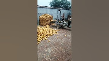 The process of corn being loaded into iron cages