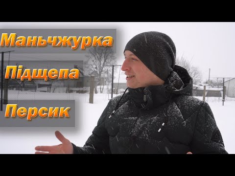 Як вибрати саджанці персика. Підщепа для персика: маньчжурка, абрикос, алича. Підщепа це важливо!