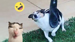 Funniest Animals 2024 🤣😅 New Funny Cats and Dogs Videos 😸🐶 Part 43