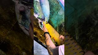 Download Lagu Arapaima ate a 😳 big Golden Arowana. #arowana #arapaima #fish #fishing #short #shorts MP3