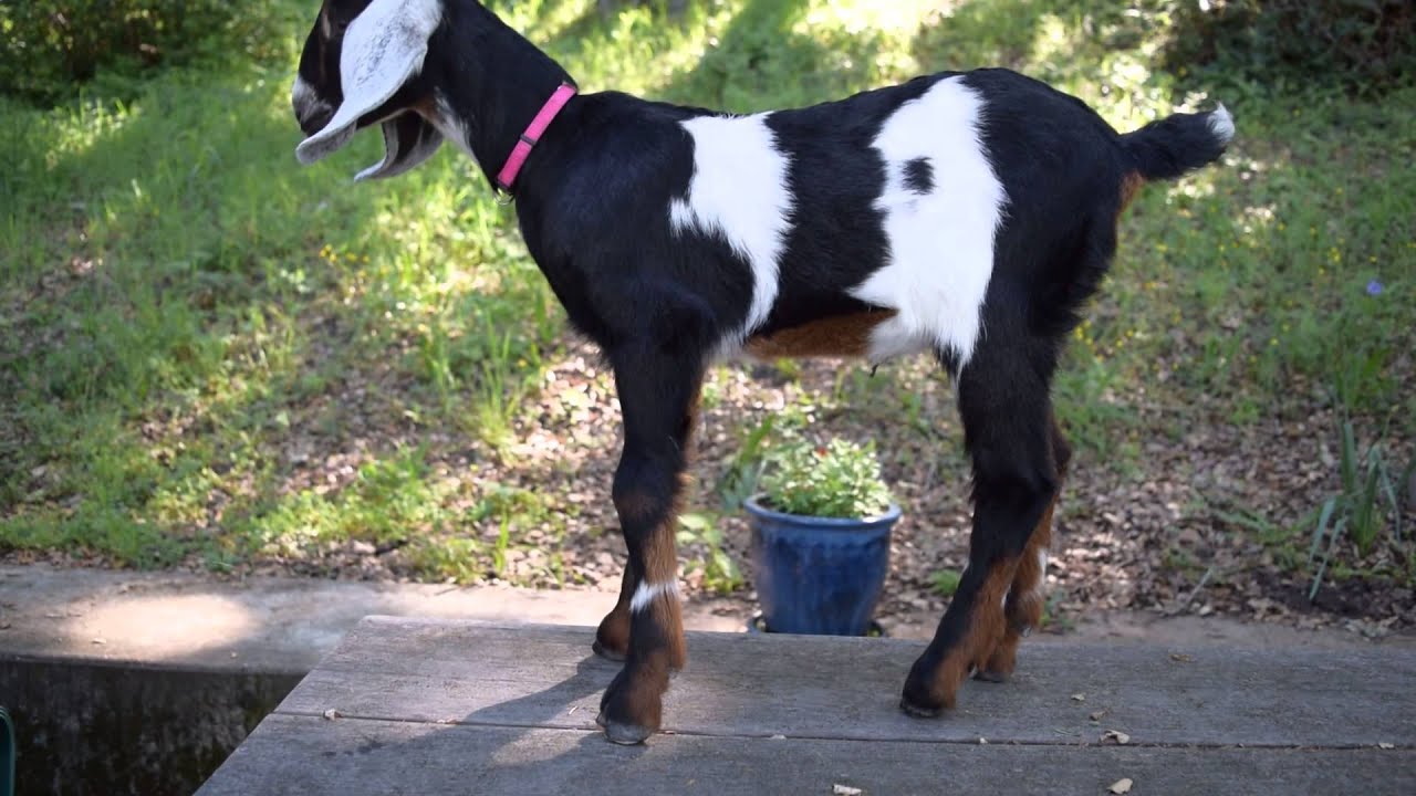 Nubian Goat Kid 4 Weeks Old Part 68 YouTube