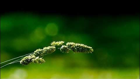 ماتيسر من سورة يوسف بصوت القارئ عثمان الشبراوي