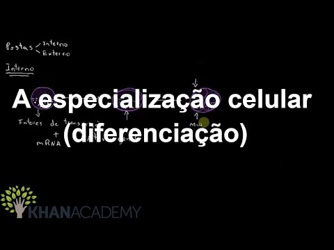 Vídeo: Diferença Entre Diferenciação E Morfogênese