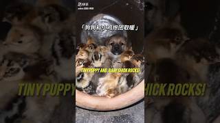 Tiny Puppy in Shock 😱, Baby Chick Rocks! 🐥🔥