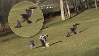 ÁGUILA TRATA DE LLEVARSE A UN NIÑO 20 DE DICIEMBRE 2012 (EXPLICACIÓN) ÁGUILA TRATA DE LLEVARSE A UN NIÑO 20 DE DICIEMBRE 2012 (EXPLICACIÓN)