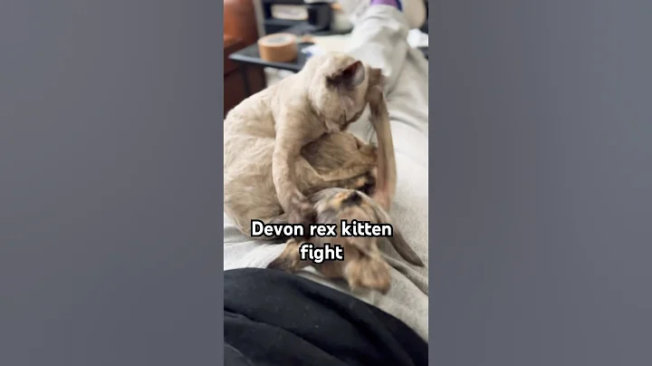 Watch the video about Devon rex kitten fight. #catshorts #kitten #kittenshorts #kittenfight