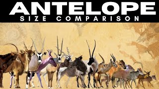 Antelope Species In the world |  animal histrology