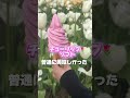 砺波チューリップフェア🌷行ってきたよ　#shorts #チューリップ #グルメ #デートスポット #vlog #富山